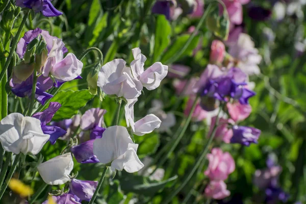 Sweet Peas Lathyrus odoratus in bloom
