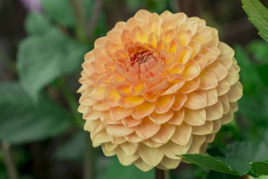 dahlia blooms in a sunny autumn day in the garden