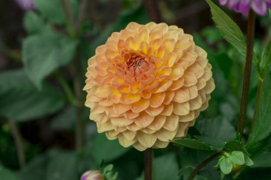 dahlia blooms in a sunny autumn day in the garden