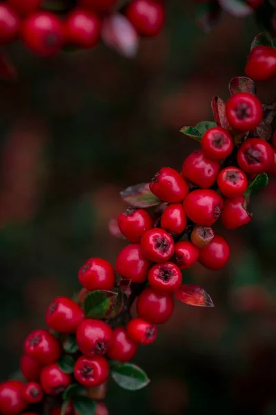 Primer Plano Cotoneaster Horizontalis Planta —  Fotos de Stock