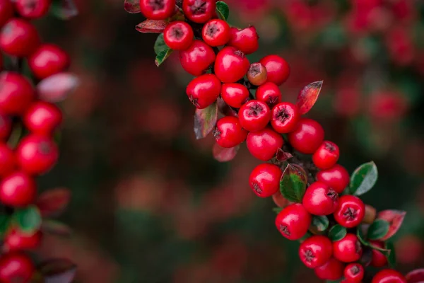 Primer Plano Cotoneaster Horizontalis Planta —  Fotos de Stock