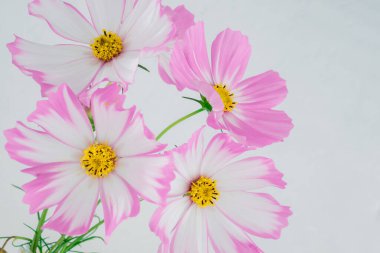 Açık pembe Kozmos çiçekleri beyaz arkaplanda izole edilmiş.