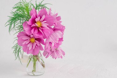 Açık pembe Kozmos çiçekleri beyaz arkaplanda izole edilmiş.