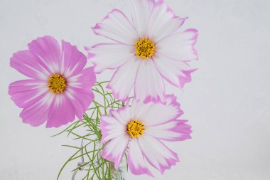 Açık pembe Kozmos çiçekleri beyaz arkaplanda izole edilmiş.