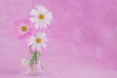 Açık pembe Kozmos çiçekleri pembe arka planda izole edilmiş..