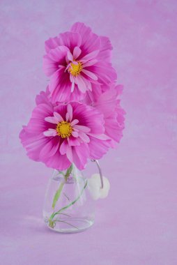 Açık pembe Kozmos çiçekleri pembe arka planda izole edilmiş..