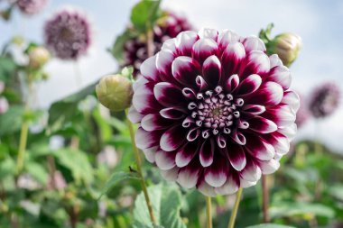 dahlia blooms in a sunny autumn day in the garden
