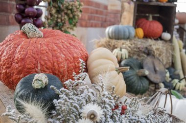 Renkli kabak, kabak ve kabak çeşitleri