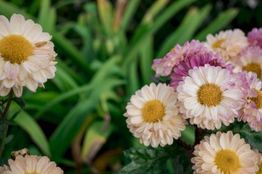 dahlia blooms in a sunny autumn day in the garden