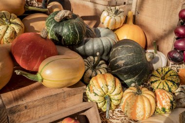 Renkli kabak, kabak ve kabak çeşitleri