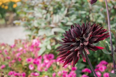 dahlia blooms in a sunny autumn day in the garden