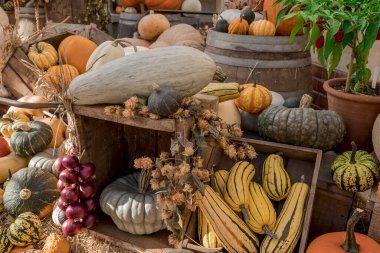 Renkli kabak, kabak ve kabak çeşitleri