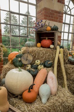 Renkli kabak, kabak ve kabak çeşitleri