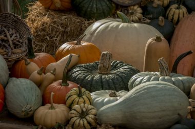 Renkli kabak, kabak ve kabak çeşitleri