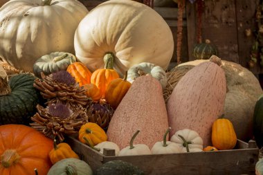 Renkli kabak, kabak ve kabak çeşitleri