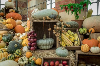Renkli kabak, kabak ve kabak çeşitleri