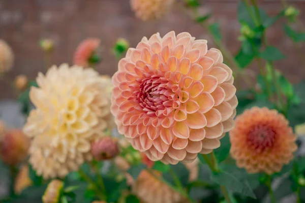 Dahlia Blooms Sunny Autumn Day Garden — Foto de Stock