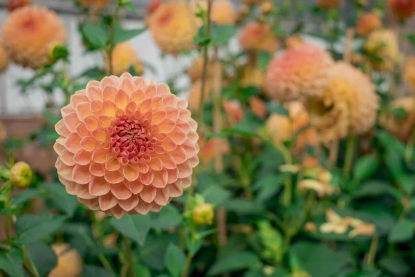 Dahlia Blooms Sunny Autumn Day Garden — стоковое фото