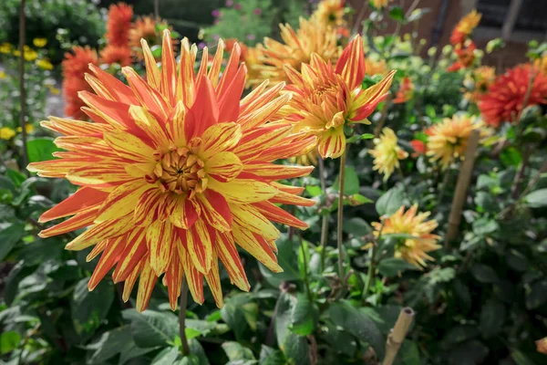 Dahlia Blooms Sunny Autumn Day Garden — Foto de Stock