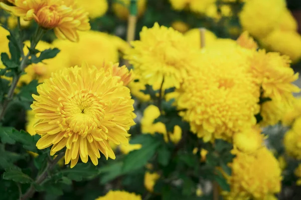 Dahlia Blooms Sunny Autumn Day Garden — Foto Stock