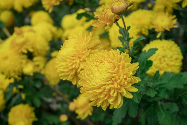 Dahlia Blooms Sunny Autumn Day Garden —  Fotos de Stock