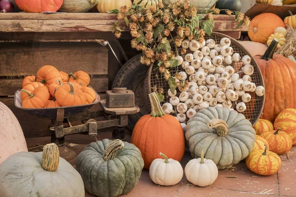 Assortiment Coloré Citrouilles Courges Gourdes — Photo