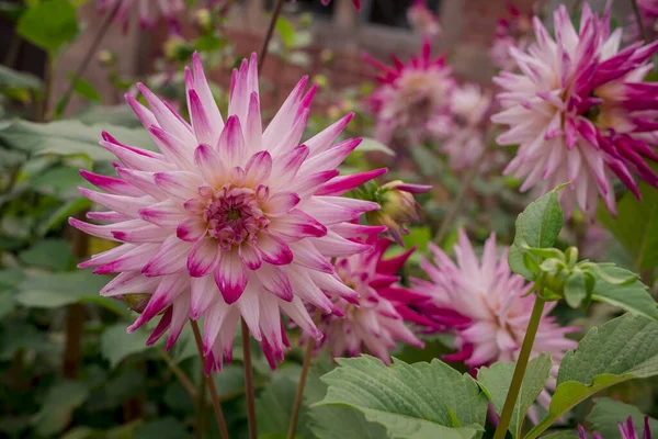 Dahlia Blooms Sunny Autumn Day Garden — Zdjęcie stockowe