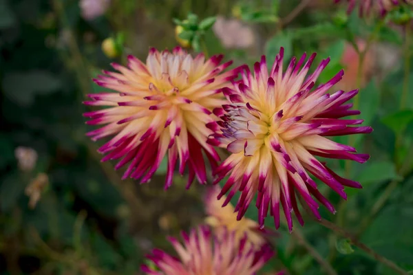Dahlia Blooms Sunny Autumn Day Garden — Stock Photo, Image