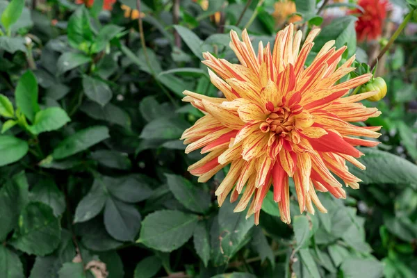 Dahlia Blooms Sunny Autumn Day Garden — стоковое фото