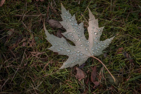 Foto Van Druppel Water Het Herfstblad — Stockfoto