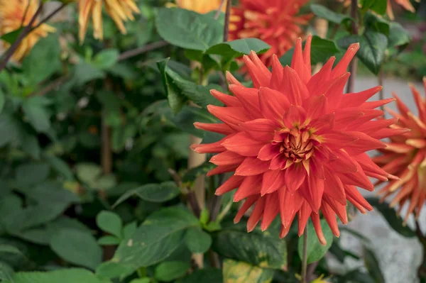 Dahlia Blooms Sunny Autumn Day Garden — стоковое фото