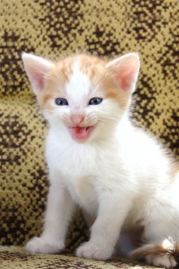Evcil hayvan kedi Miyav yaş - 1 ay