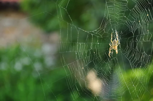 Spider. — Stock Photo, Image