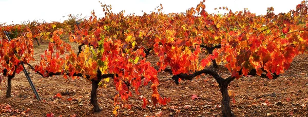 Виноград осенью . — стоковое фото