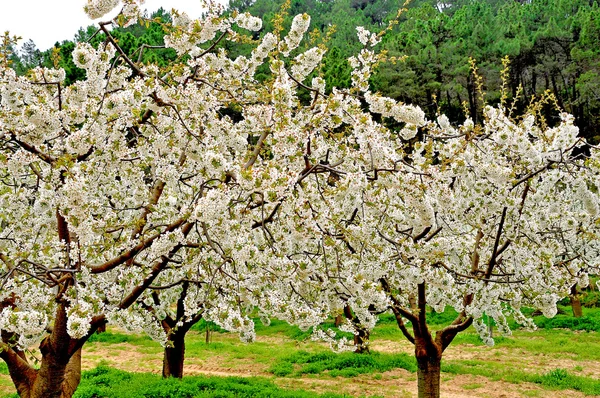 桜の木。サラス ・ デ ・ bureba。スペイン ブルゴス. — ストック写真