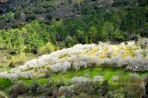 kiraz ağaçları. Salas de bureba. Burgos, İspanya.
