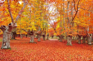 Autumn in Sarria. Alava. Spain. clipart
