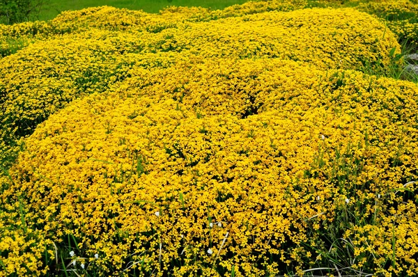 Žlutá květiny. — Stock fotografie