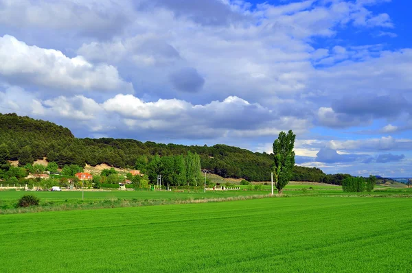 Tarweveld. Valladolid. Spanje. — Stockfoto