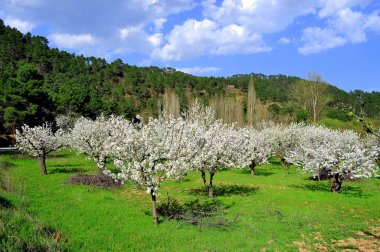 kiraz ağaçları. Salas de bureba. Burgos, İspanya.