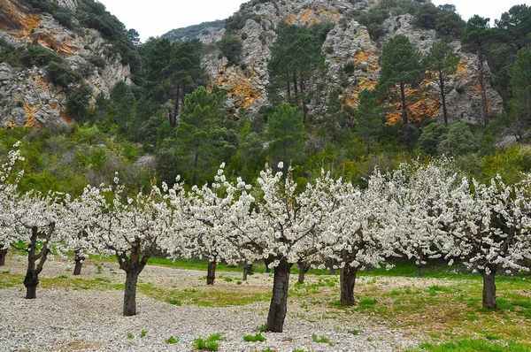 Cerejeiras. Salas de Bureba. Burgos Espanha . — Fotografia de Stock