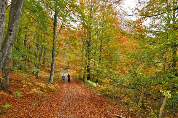 Autunno in Altube. Araba. Spagna . — Foto Stock