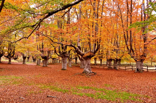 Herfst in sarria. Alava. Spanje. — Stockfoto