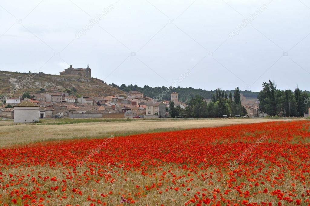 Poppies. Trigueros del Valle. Spain.