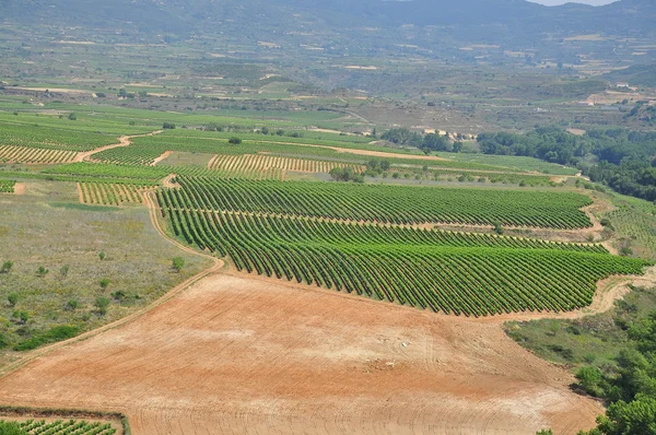 Vineyards. Briones. Spain. Stock Image