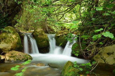 majaceite Nehri. Cadiz. İspanya.