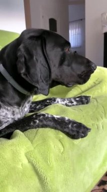 Alman kısa saç işaretçisi. Av köpeği..