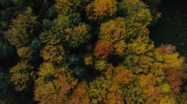 Sonbahar ağaçları, ağaçların renkli yapraklarının drone görüntüsü..