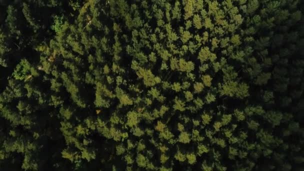 从无人机在树梢上的飞行中看到的来自上方的绿色森林 — 图库视频影像