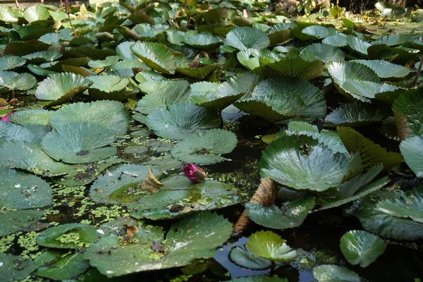 池に浮かぶ睡蓮 — ストック写真